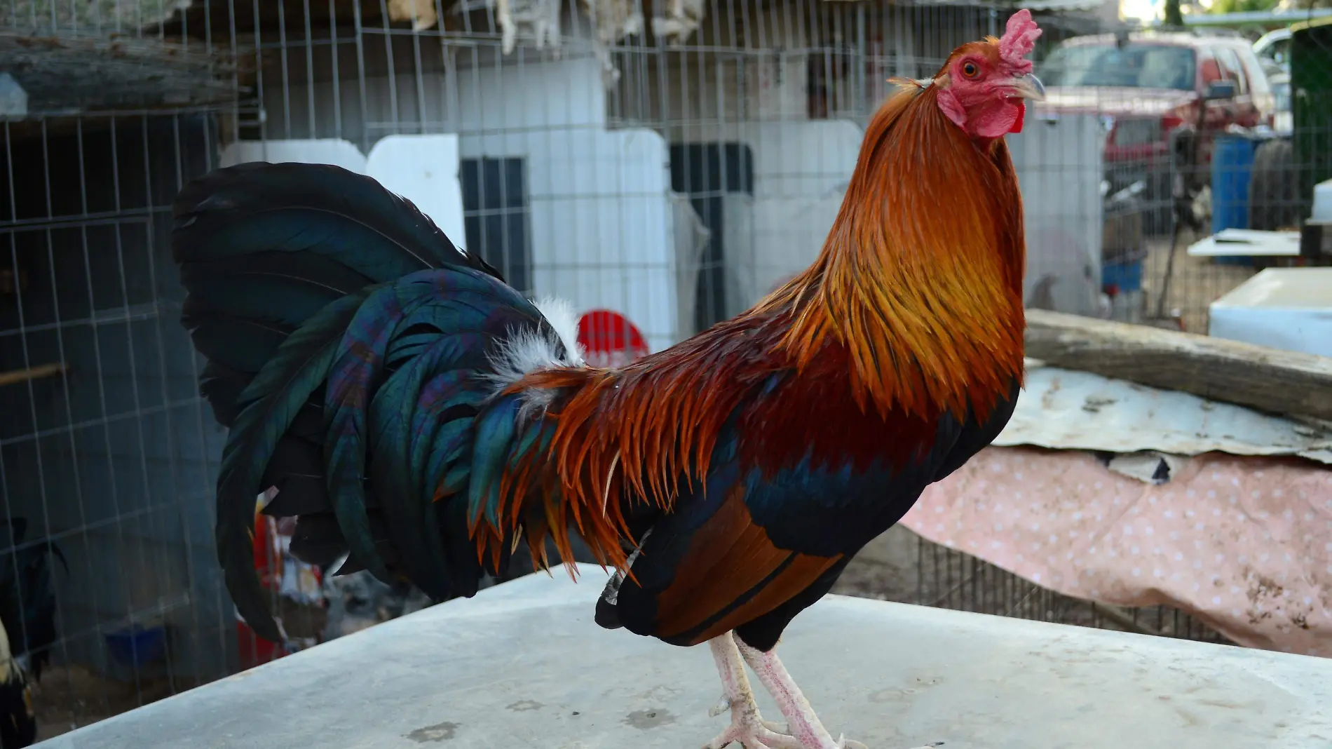 1 PELEAS DE GALLOS _ JAFET TERRAZAS